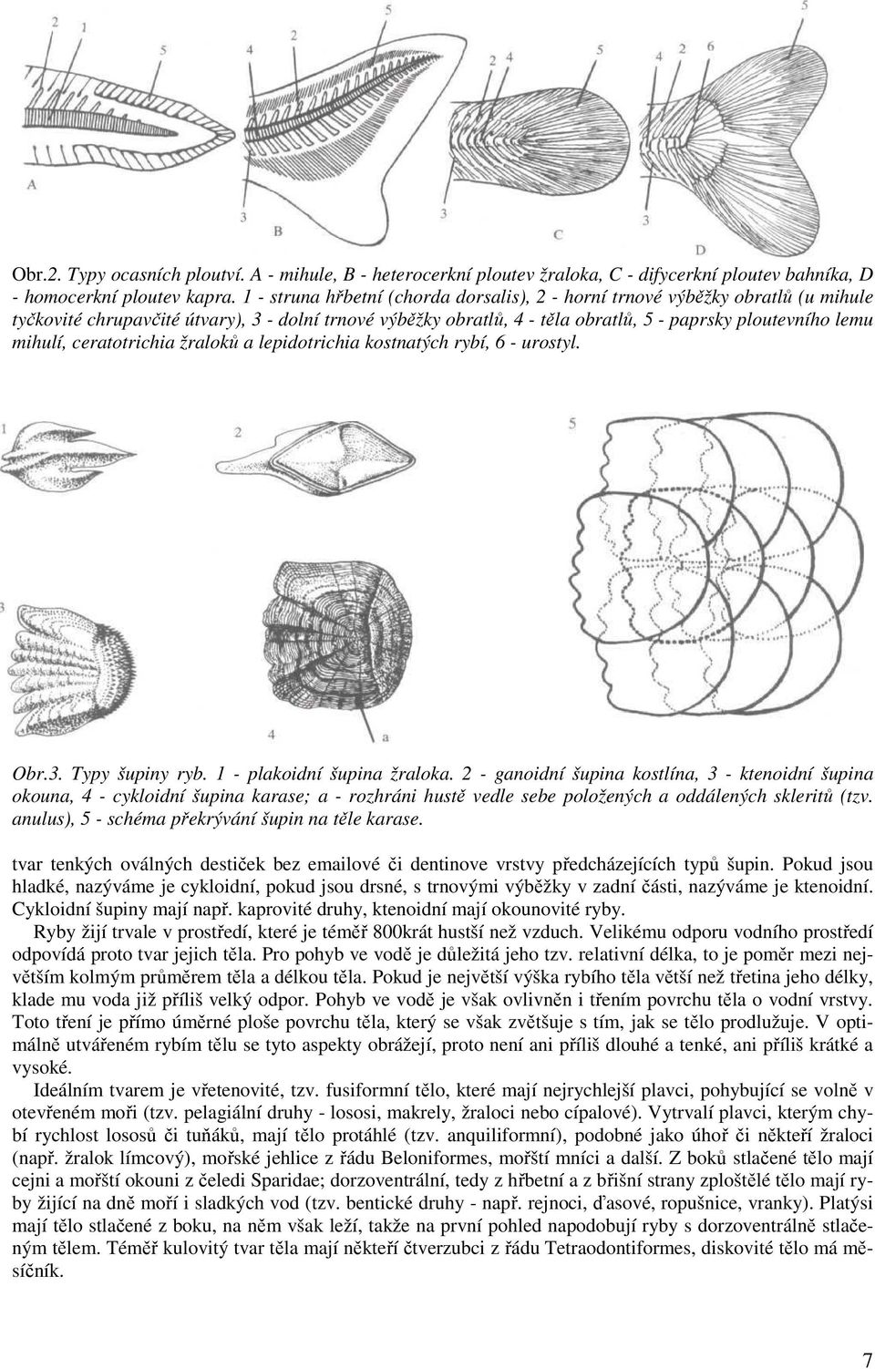 mihulí, ceratotrichia žraloků a lepidotrichia kostnatých rybí, 6 - urostyl. Obr.3. Typy šupiny ryb. 1 - plakoidní šupina žraloka.