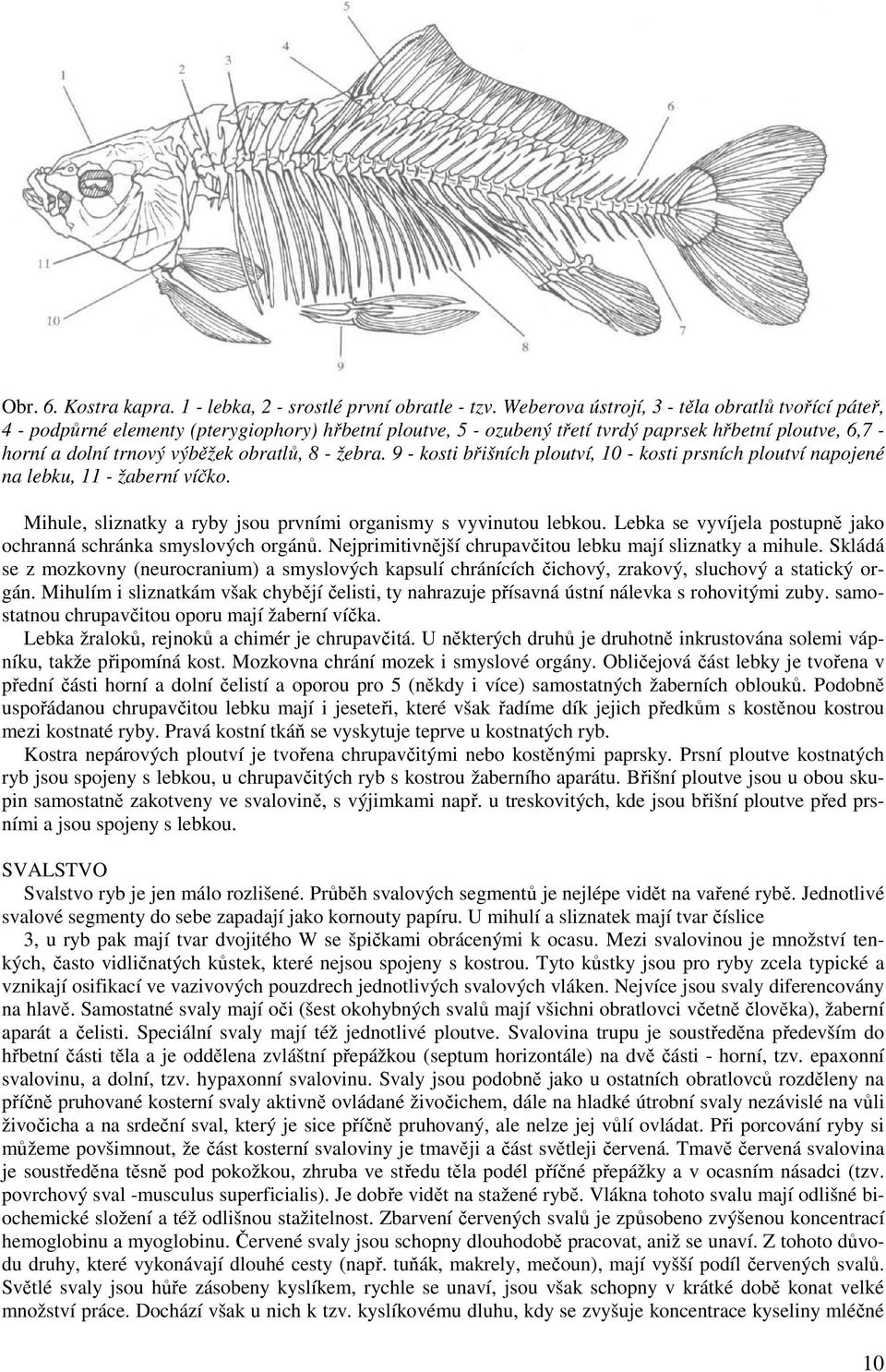 - žebra. 9 - kosti břišních ploutví, 10 - kosti prsních ploutví napojené na lebku, 11 - žaberní víčko. Mihule, sliznatky a ryby jsou prvními organismy s vyvinutou lebkou.