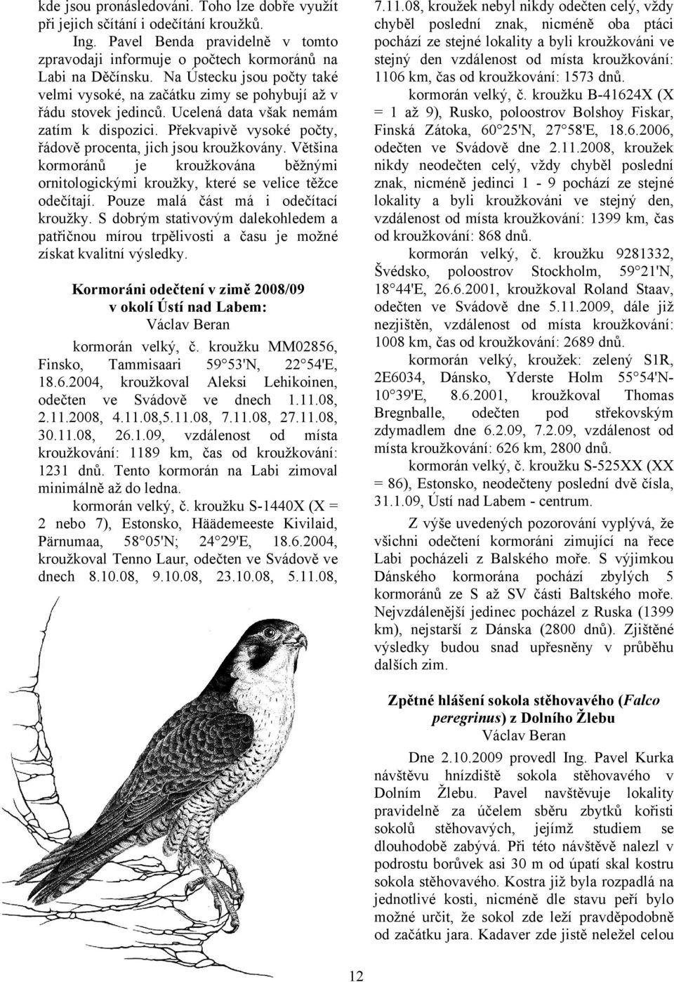 Překvapivě vysoké počty, řádově procenta, jich jsou kroužkovány. Většina kormoránů je kroužkována běžnými ornitologickými kroužky, které se velice těžce odečítají.