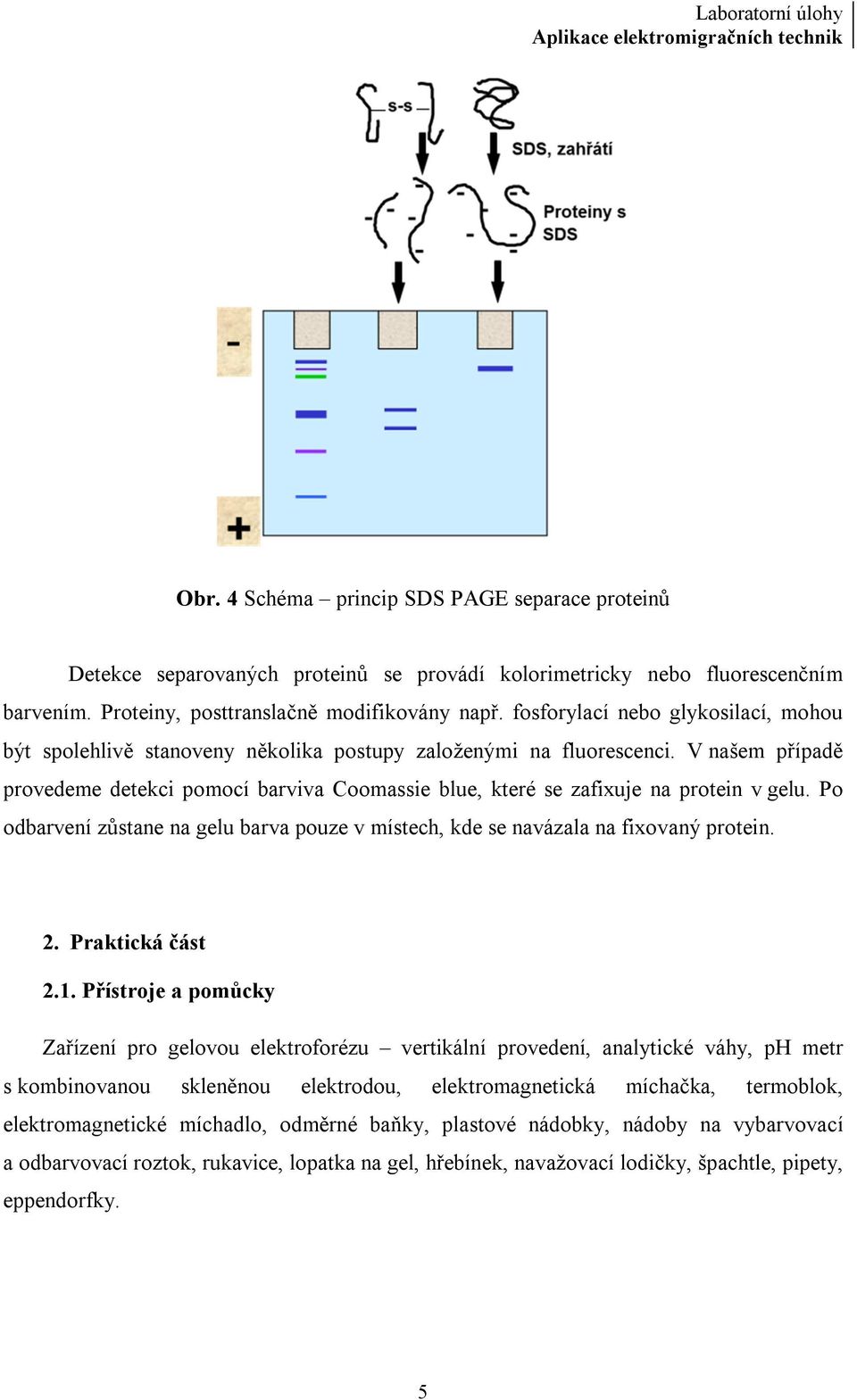 V našem případě provedeme detekci pomocí barviva Coomassie blue, které se zafixuje na protein v gelu. Po odbarvení zůstane na gelu barva pouze v místech, kde se navázala na fixovaný protein. 2.