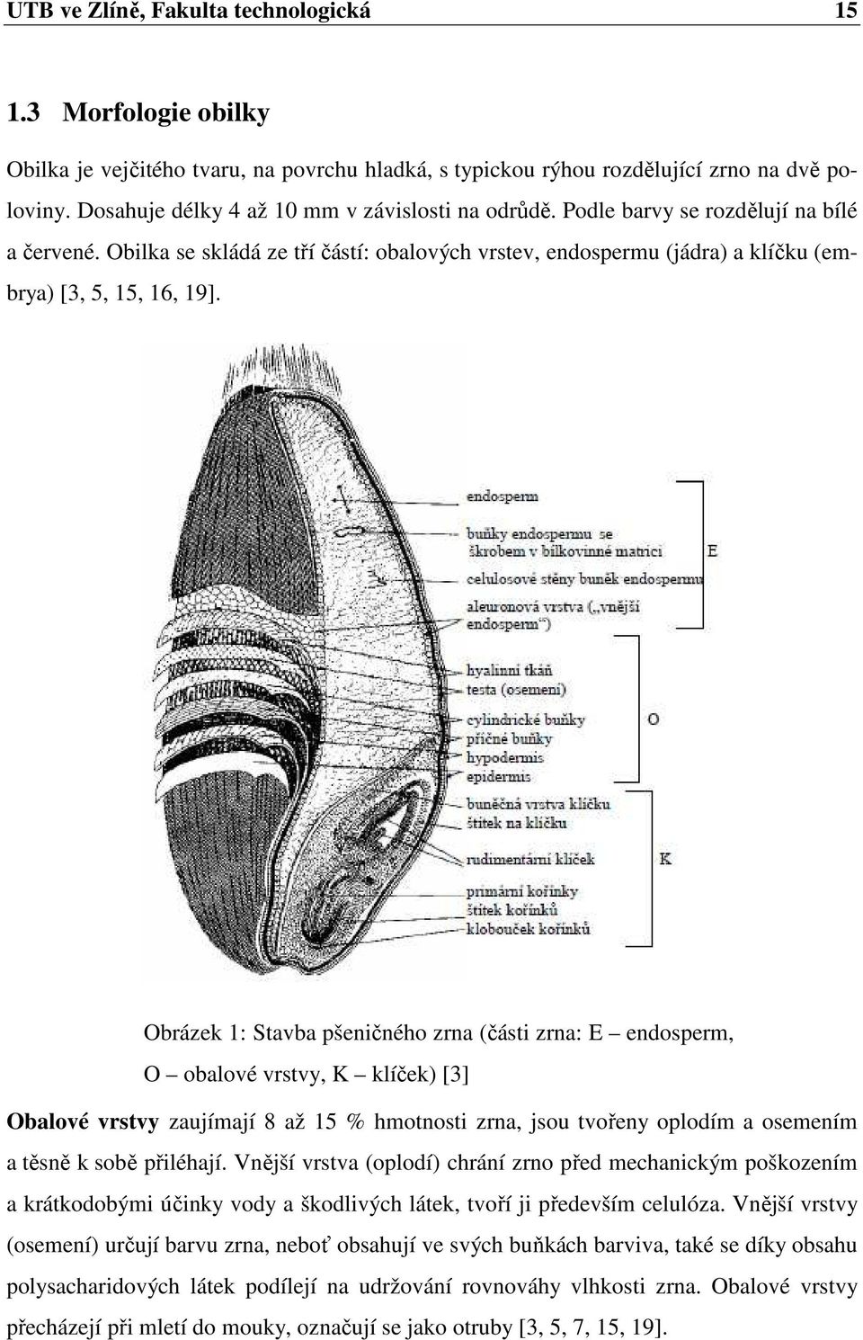 Obrázek 1: Stavba pšeničného zrna (části zrna: E endosperm, O obalové vrstvy, K klíček) [3] Obalové vrstvy zaujímají 8 až 15 % hmotnosti zrna, jsou tvořeny oplodím a osemením a těsně k sobě přiléhají.