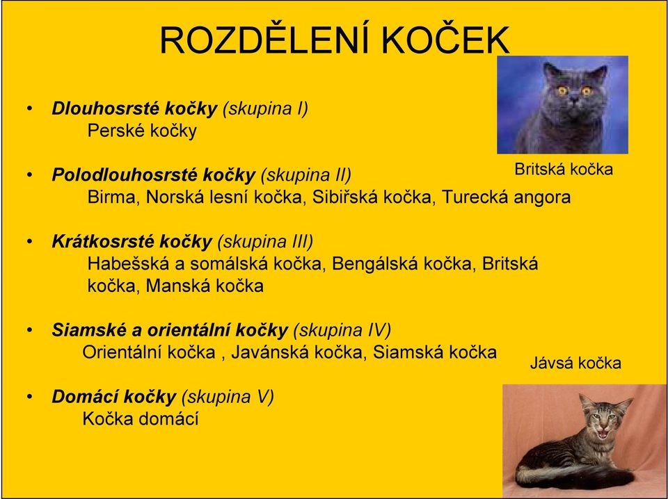 Habešská a somálská kočka, Bengálská kočka, Britská kočka, Manská kočka Siamské a orientální kočky