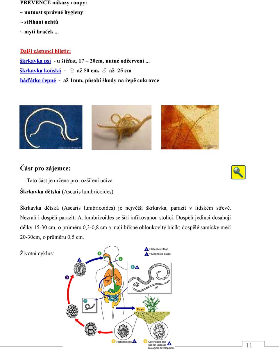 Škrkavka dětská (Ascaris lumbricoides) Škrkavka dětská (Ascaris lumbricoides) je největší škrkavka, parazit v lidském střevě. Nezralí i dospělí paraziti A.