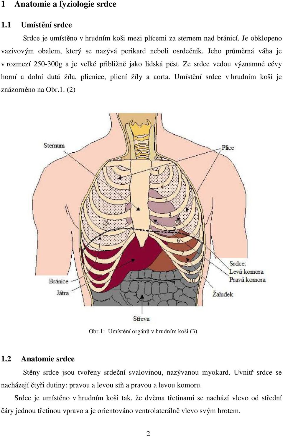 Umístění srdce v hrudním koši je znázorněno na Obr.1. (2) Obr.1: Umístění orgánů v hrudním koši (3) 1.2 Anatomie srdce Stěny srdce jsou tvořeny srdeční svalovinou, nazývanou myokard.