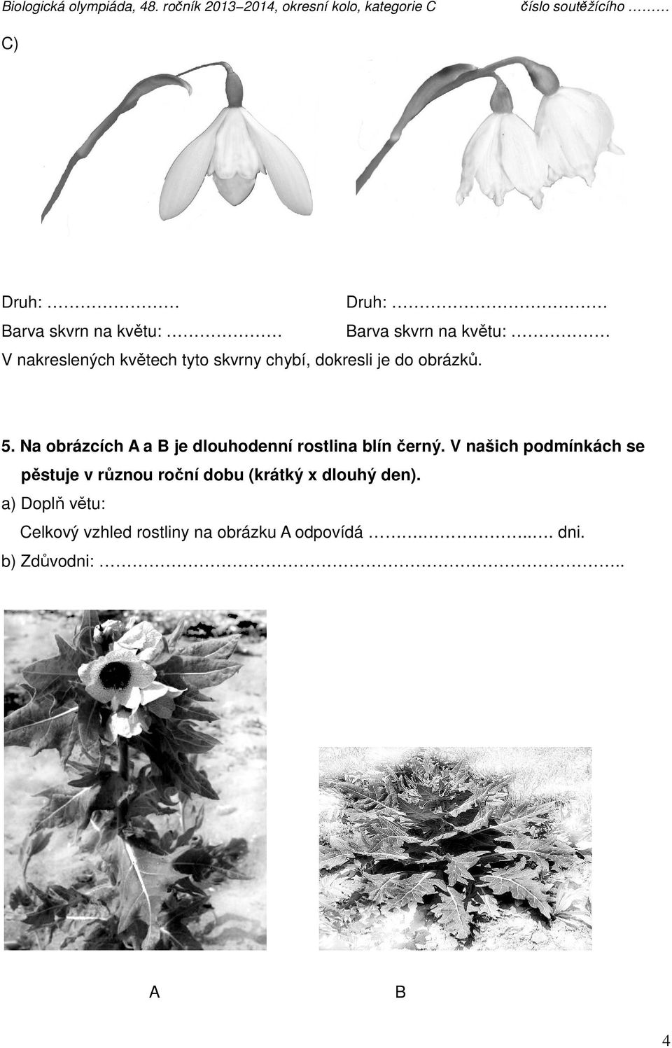Na obrázcích A a B je dlouhodenní rostlina blín černý.