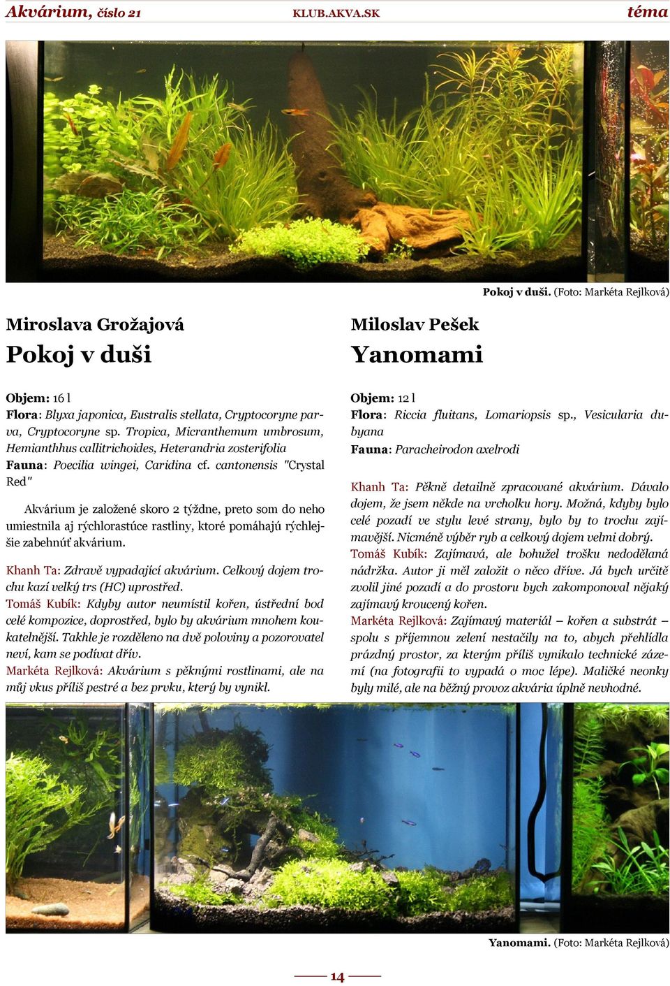 , Vesicularia dubyana Fauna: Paracheirodon axelrodi Khanh Ta: Pěkně detailně zpracované akvárium. Dávalo dojem, že jsem někde na vrcholku hory.