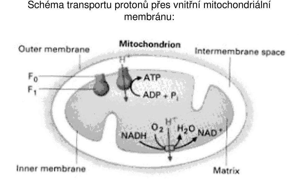 protonů přes