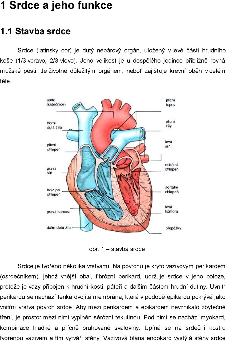 Na povrchu je kryto vazivovým perikardem (osrdečníkem), jehož vnější obal, fibrózní perikard, udržuje srdce v jeho poloze, protože je vazy připojen k hrudní kosti, páteři a dalším částem hrudní