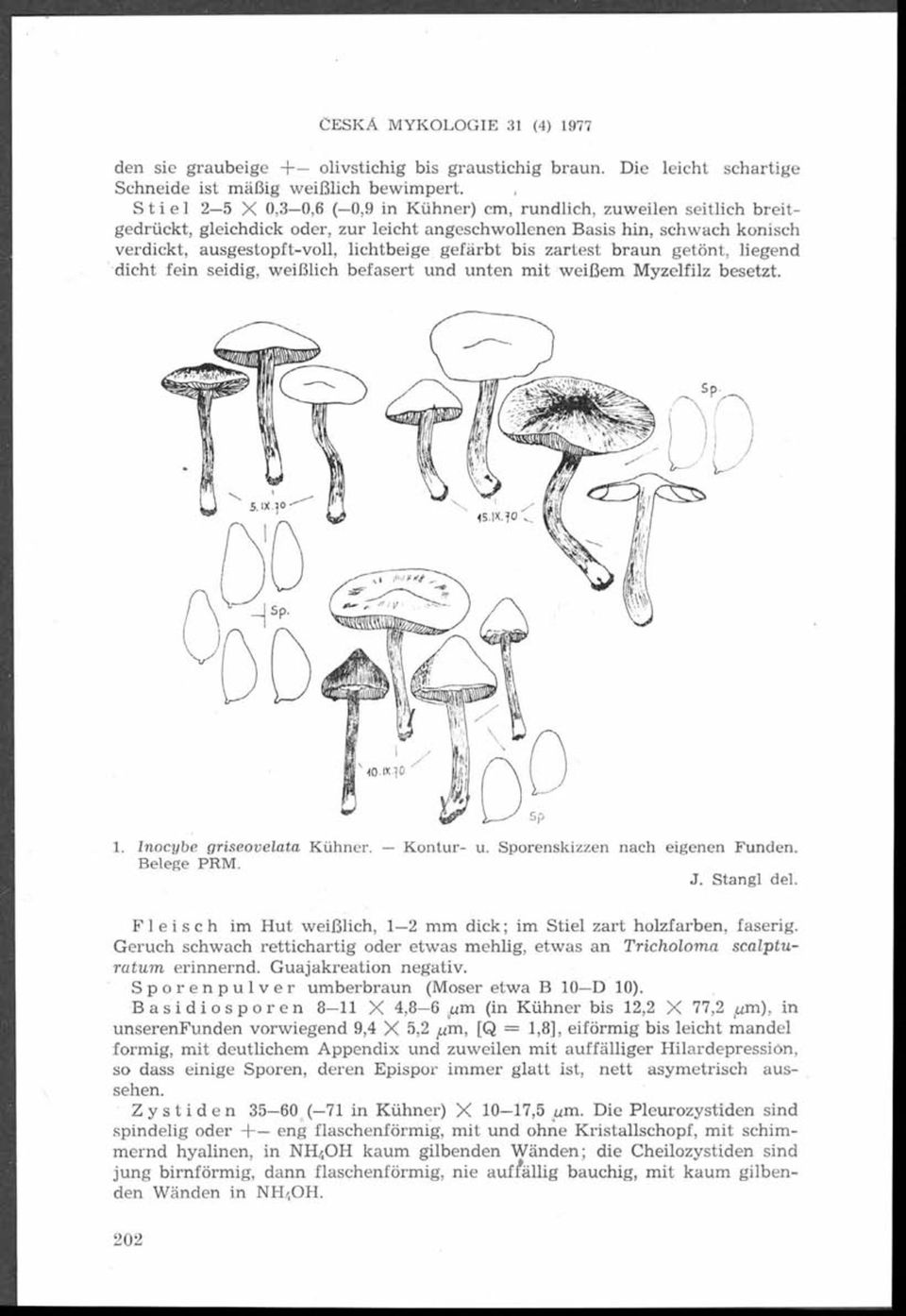 gefärbt bis zartest braun getönt, liegend dicht fein seidig, weißlich befasert und unten mit w eißem M yzelfilz besetzt. 1. nocybe griseovelata Kühner. K ontur- u. Sporenskizzen nach eigenen Funden.