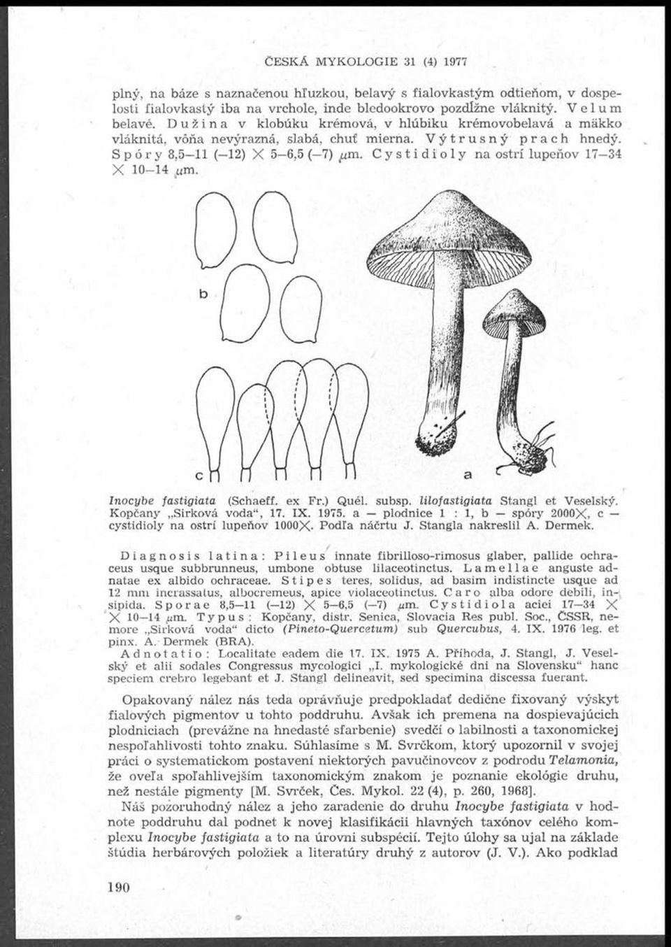 Cystidioly na ostří lupeňov 17 34 X 10-14 um. nocybe fastigiata (Schaeff. ex Fr.) Quél. subsp. lilofastigiata Stangl et Veselský. Kopčany Sirková voda, 17. X. 1975.