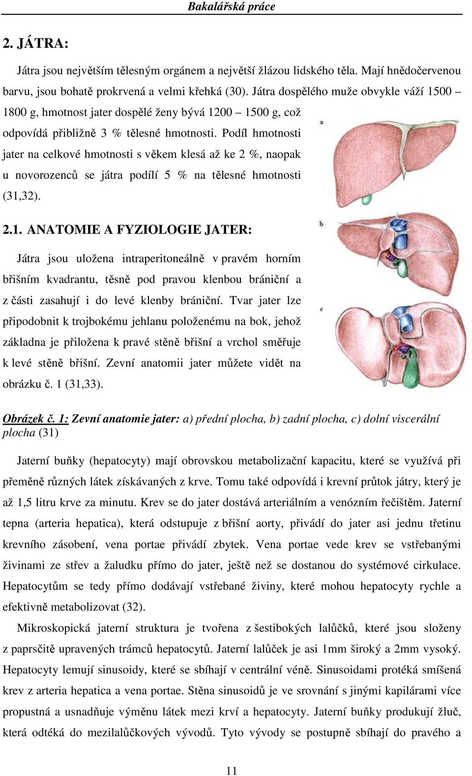 Podíl hmotnosti jater na celkové hmotnosti s věkem klesá až ke 2 %, naopak u novorozenců se játra podílí 5 % na tělesné hmotnosti (31,