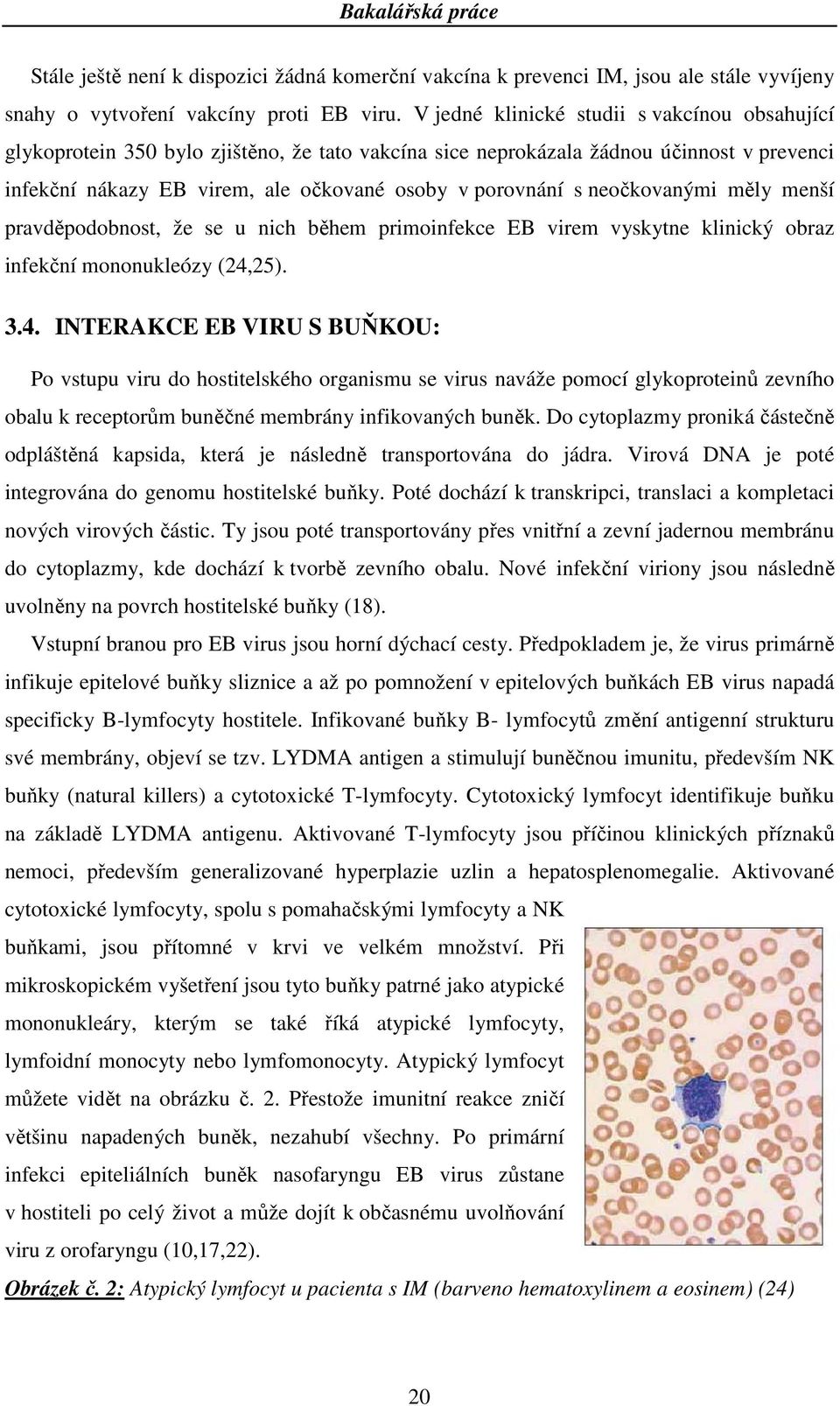 neočkovanými měly menší pravděpodobnost, že se u nich během primoinfekce EB virem vyskytne klinický obraz infekční mononukleózy (24,