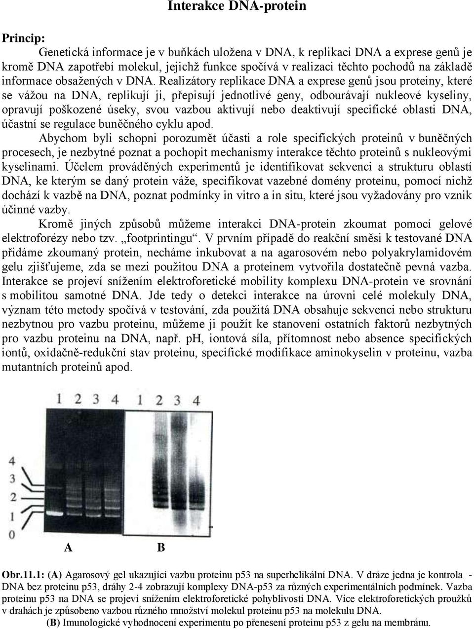 Realizátory replikace DNA a exprese genů jsou proteiny, které se vážou na DNA, replikují ji, přepisují jednotlivé geny, odbourávají nukleové kyseliny, opravují poškozené úseky, svou vazbou aktivují