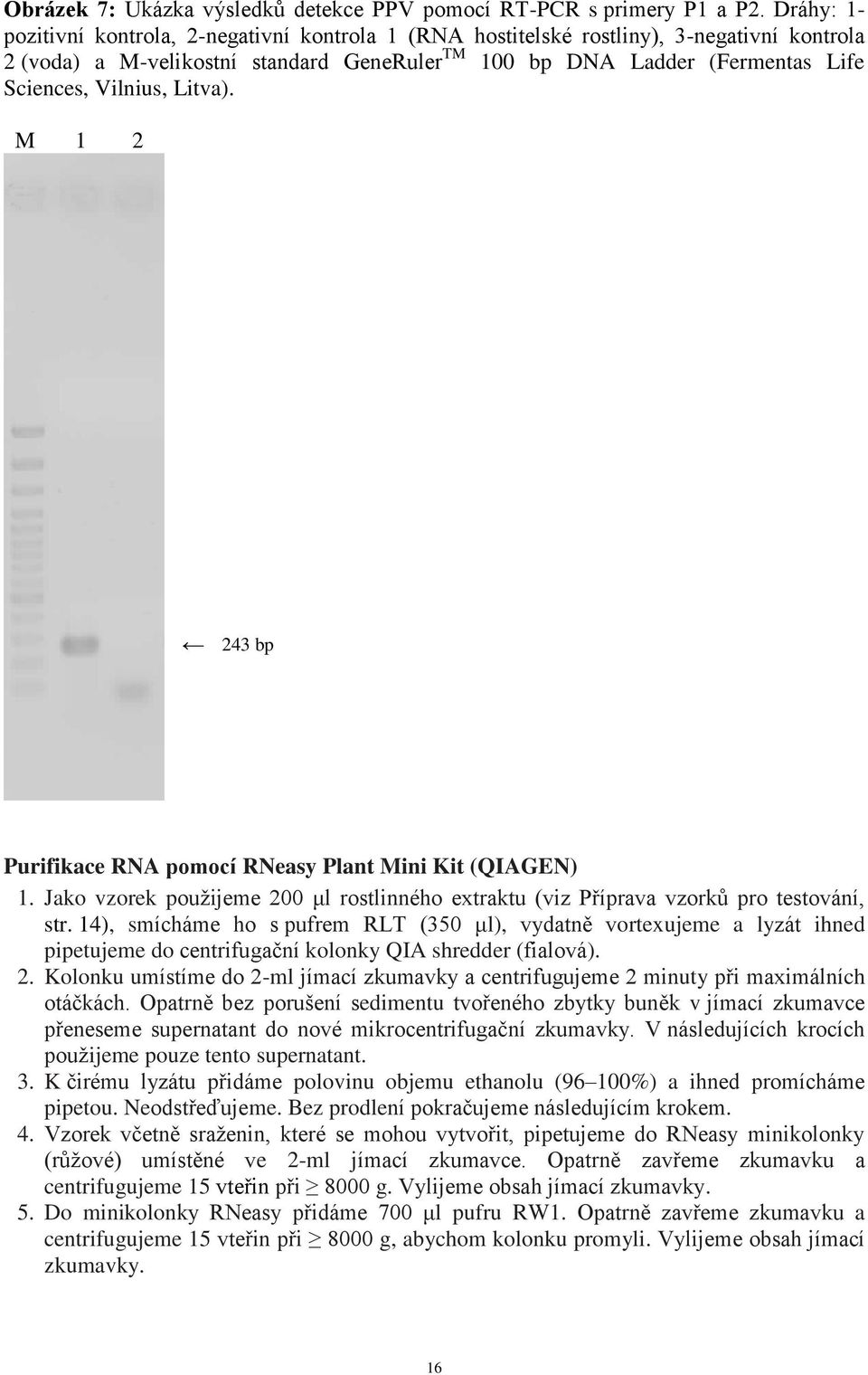 Vilnius, Litva). M 1 2 243 bp Purifikace RNA pomocí RNeasy Plant Mini Kit (QIAGEN) 1. Jako vzorek použijeme 200 μl rostlinného extraktu (viz Příprava vzorků pro testování, str.