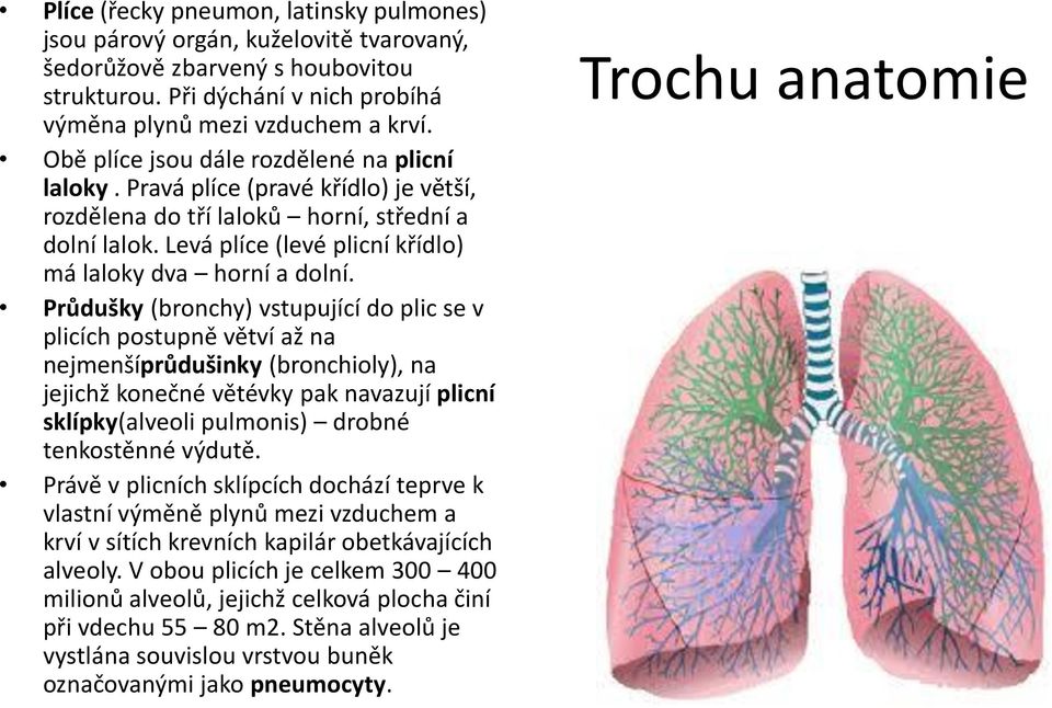 Průdušky (bronchy) vstupující do plic se v plicích postupně větví až na nejmenšíprůdušinky (bronchioly), na jejichž konečné větévky pak navazují plicní sklípky(alveoli pulmonis) drobné tenkostěnné