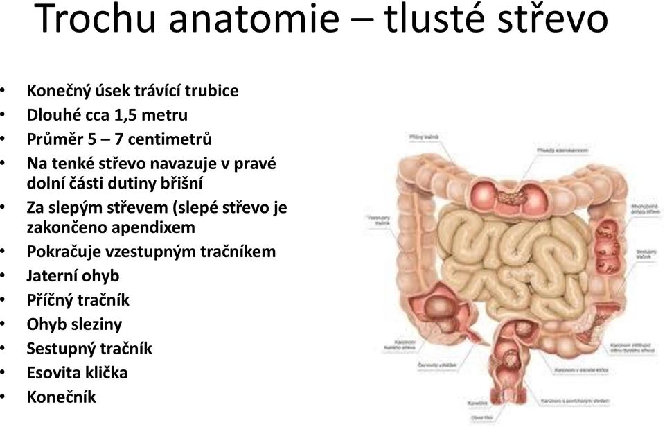 Za slepým střevem (slepé střevo je zakončeno apendixem Pokračuje vzestupným