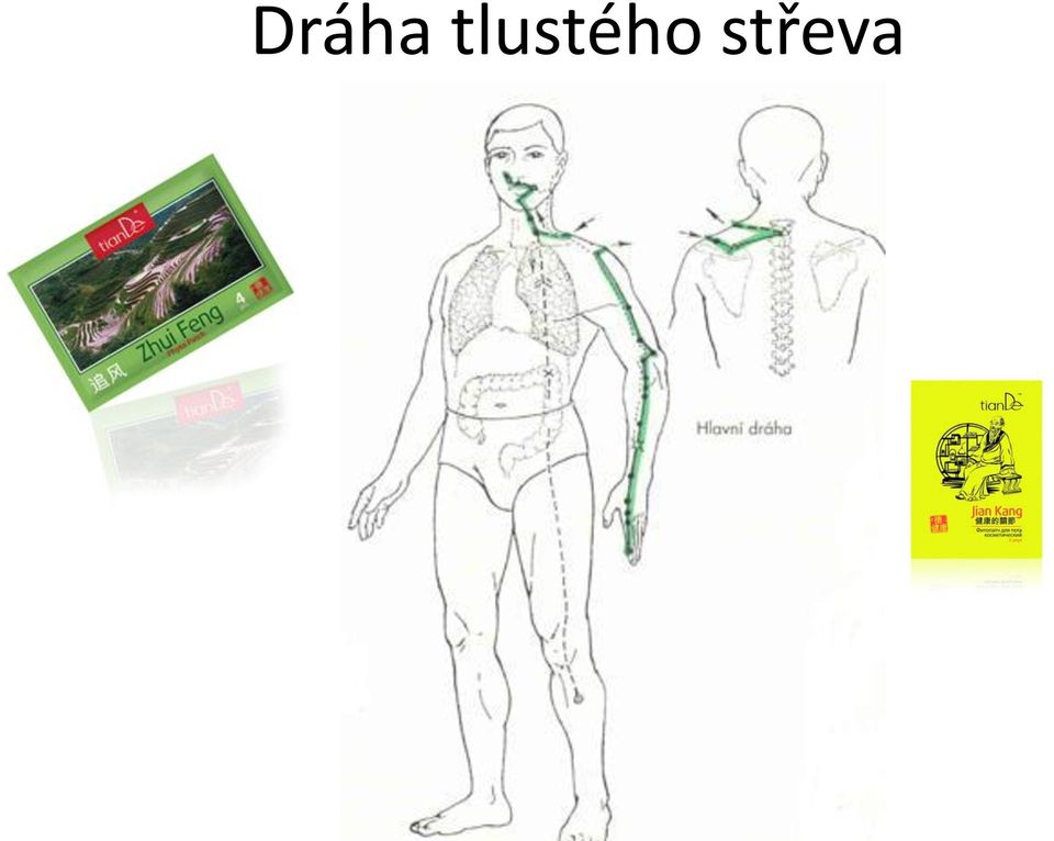 střeva