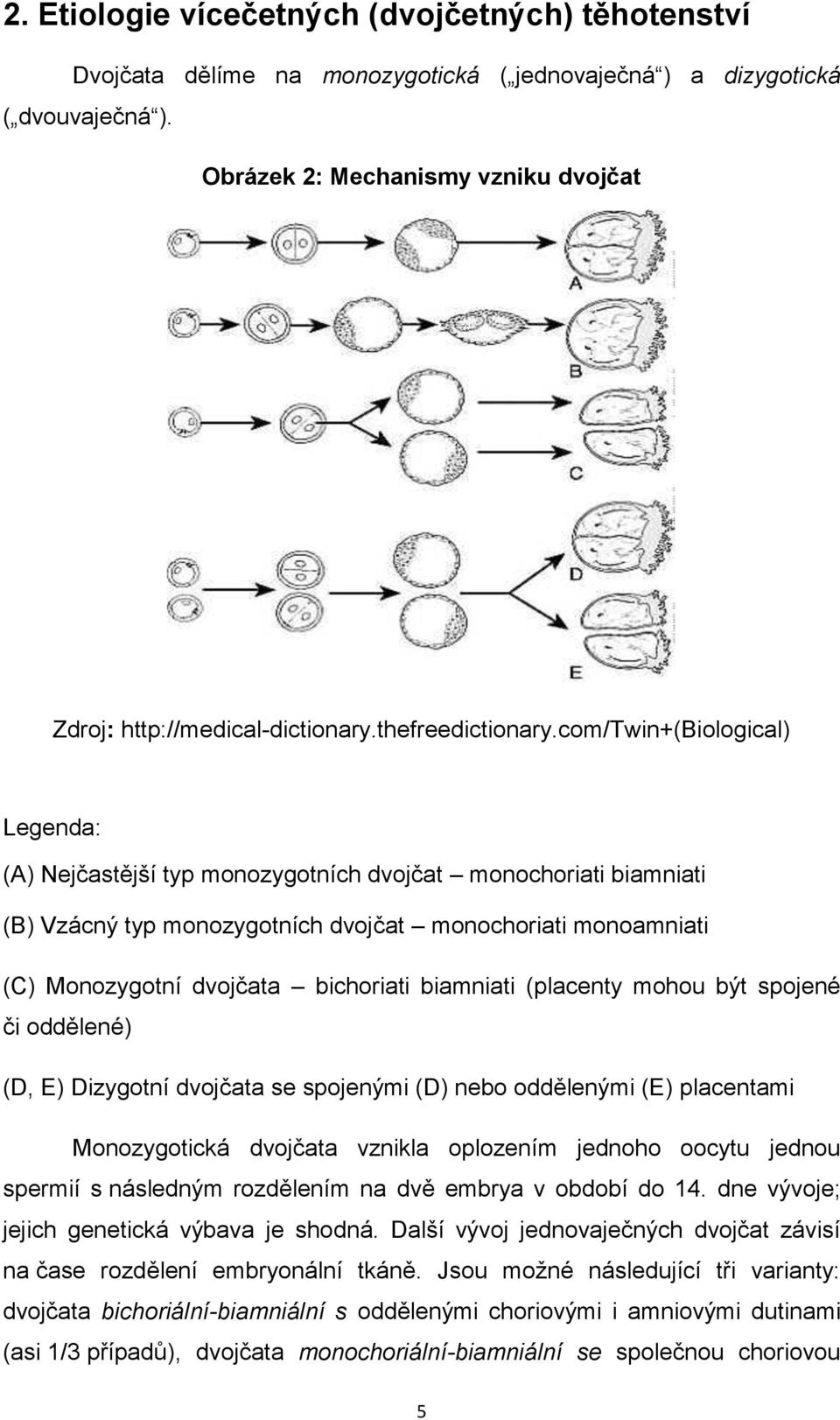 com/twin+(biological) Legenda: (A) Nejčastější typ monozygotních dvojčat monochoriati biamniati (B) Vzácný typ monozygotních dvojčat monochoriati monoamniati (C) Monozygotní dvojčata bichoriati