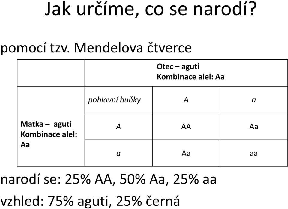 pohlavní buňky A a Matka aguti Kombinace alel: Aa A