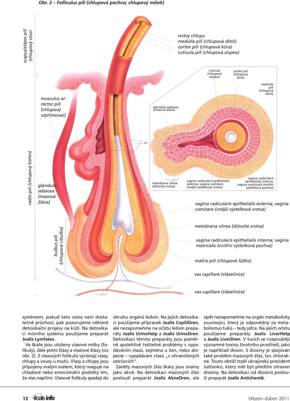 sebacea (mazová žláza) membrana vitrea (sklovitá vrstva) vagina radicularis epithelialis externa; vagina comitans (vnější výstelková vrstva) vagina radicularis epithelialis interna; vagina matricalis