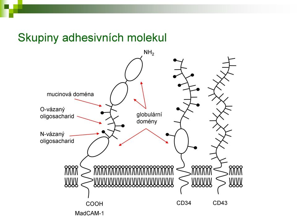 oligosacharid globulární domény