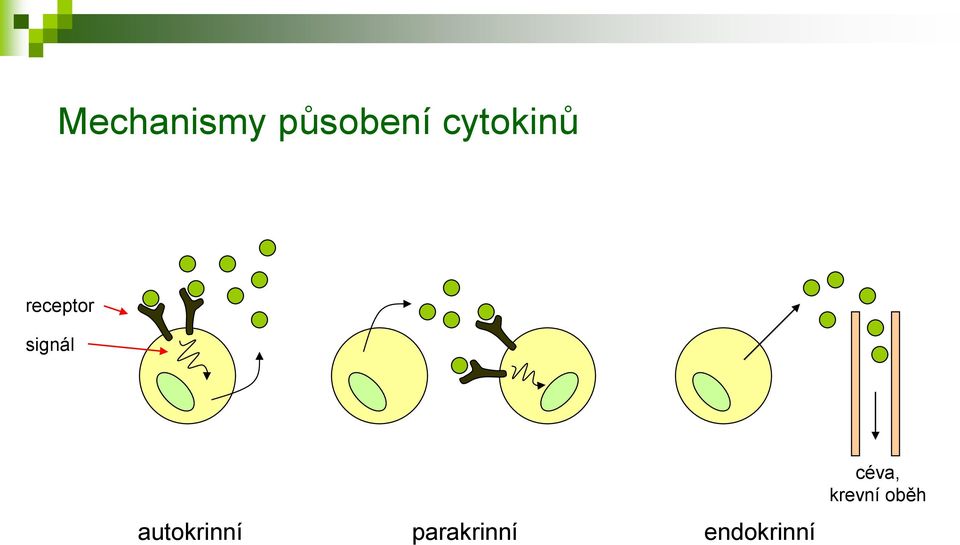signál autokrinní