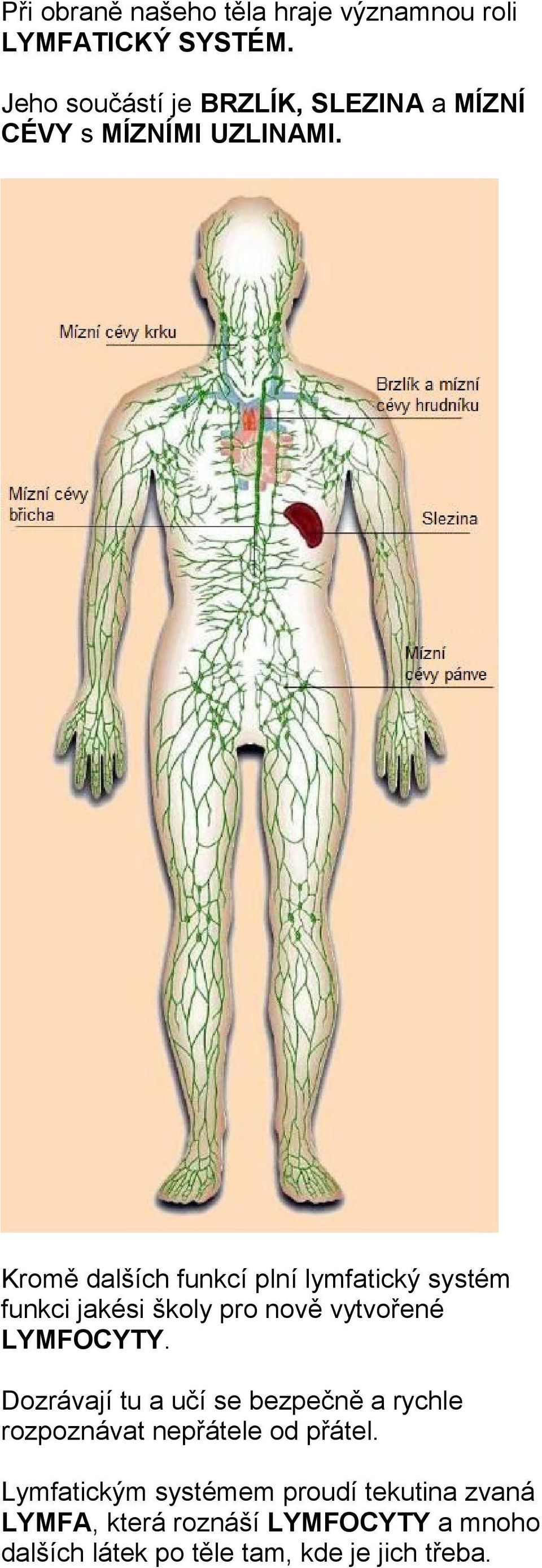 Kromě dalších funkcí plní lymfatický systém funkci jakési školy pro nově vytvořené LYMFOCYTY.