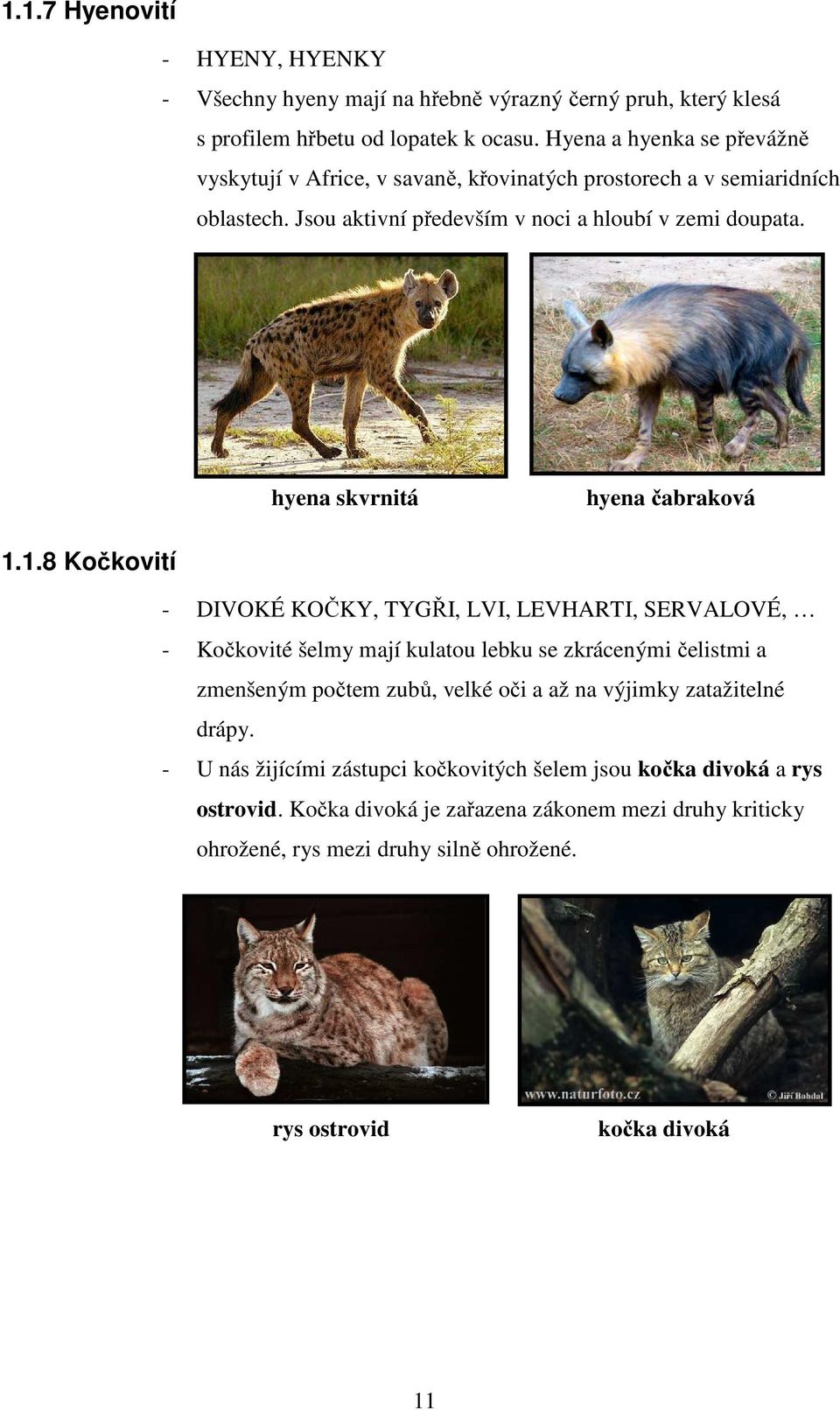 h y e n hyena skvrnitá hyena čabraková 1.