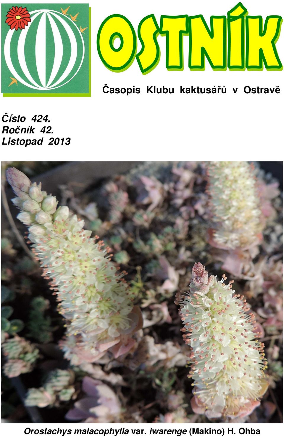 Listopad 2013 Orostachys