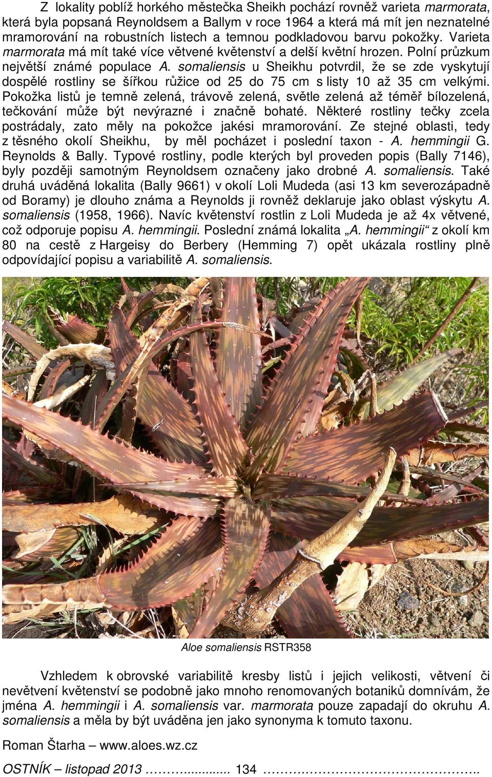 somaliensis u Sheikhu potvrdil, že se zde vyskytují dospělé rostliny se šířkou růžice od 25 do 75 cm s listy 10 až 35 cm velkými.