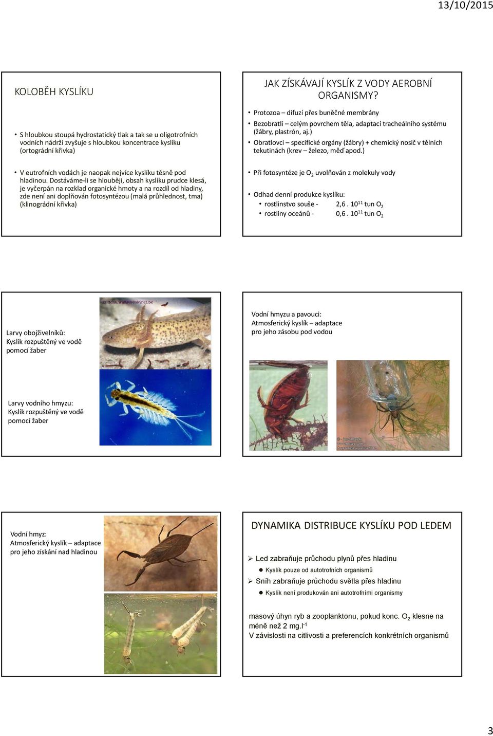 těla, adaptací tracheálního systému (žábry, plastrón, aj.) Obratlovci specifické orgány (žábry) + chemický nosič v tělních tekutinách (krev železo, měď apod.