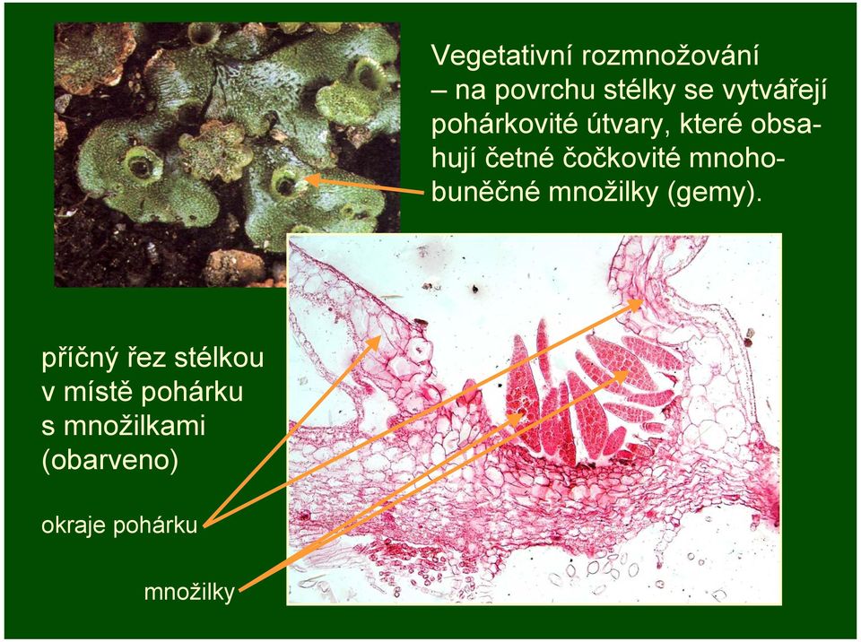 čočkovité mnohobuněčné množilky (gemy).