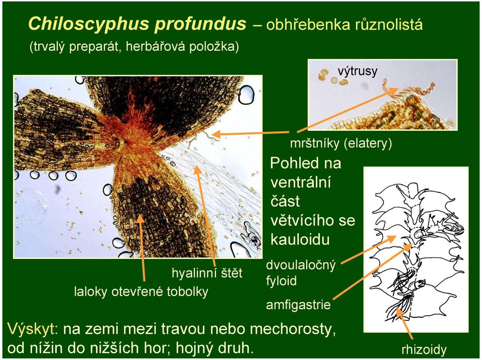 kauloidu hyalinní štět laloky otevřené tobolky dvoulaločný fyloid amfigastrie