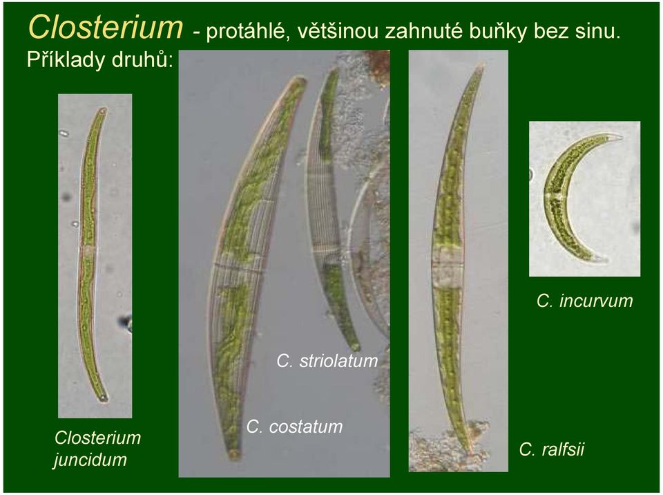Příklady druhů: C. incurvum C.