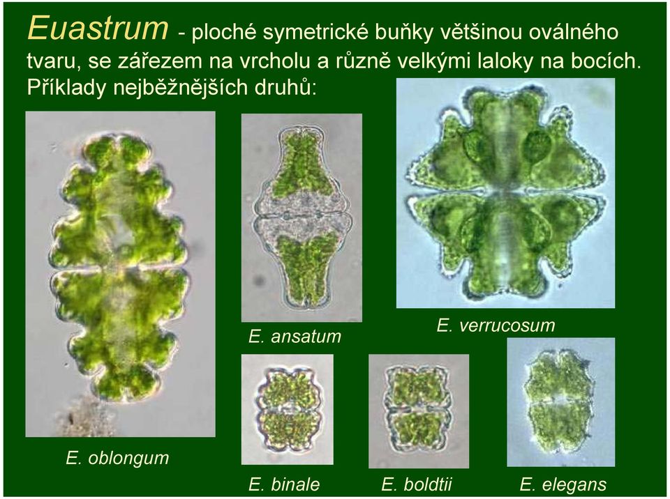 na bocích. Příklady nejběžnějších druhů: E. ansatum E.