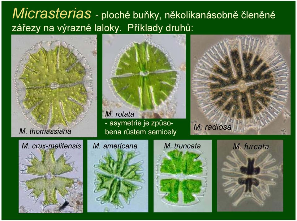 thomassiana M.