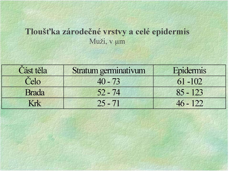 Stratum germinativum Epidermis Čelo