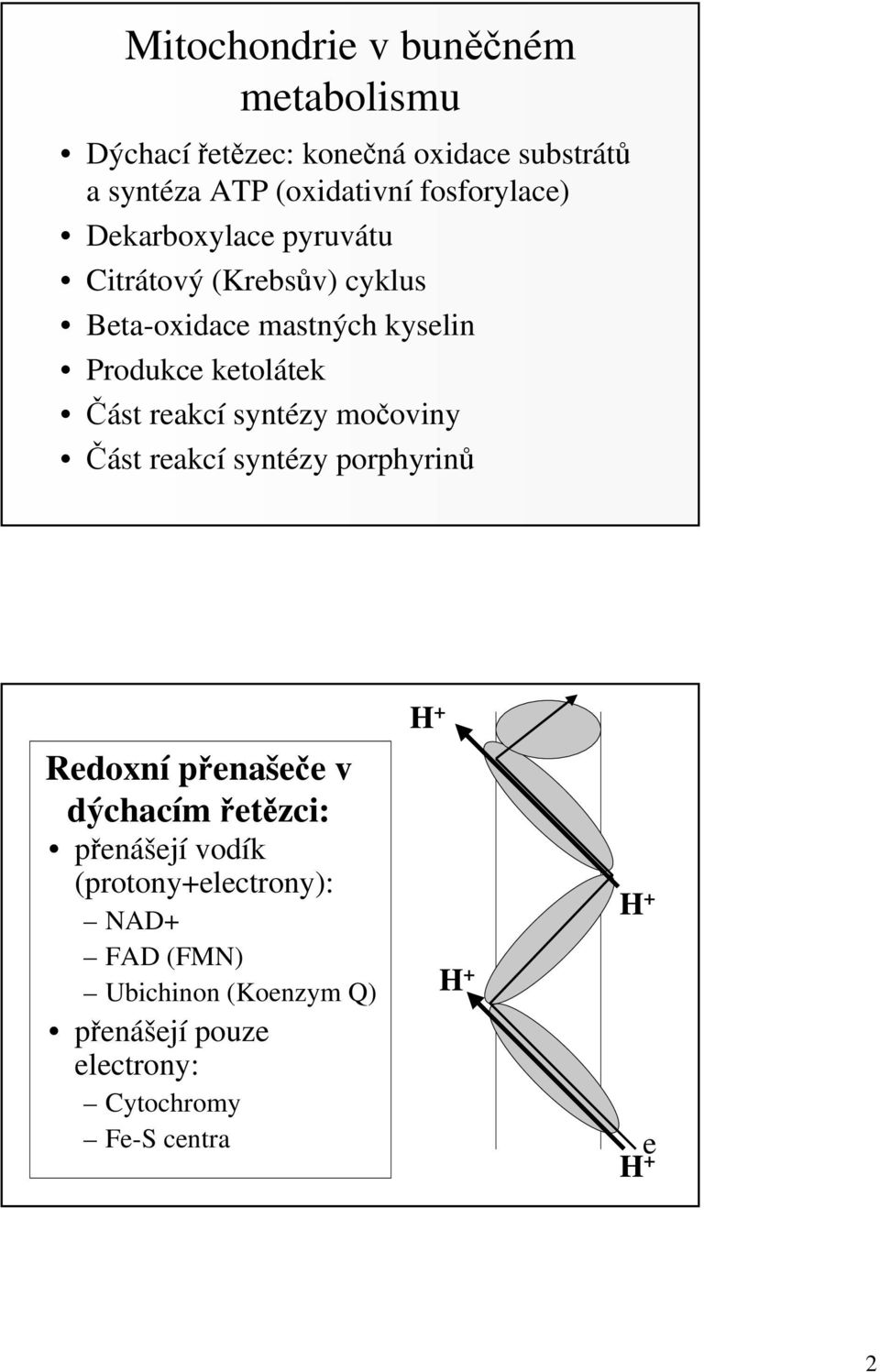 Část reakcí syntézy močoviny Část reakcí syntézy porphyrinů H + Redoxní přenašeče v dýchacím řetězci: přenášejí