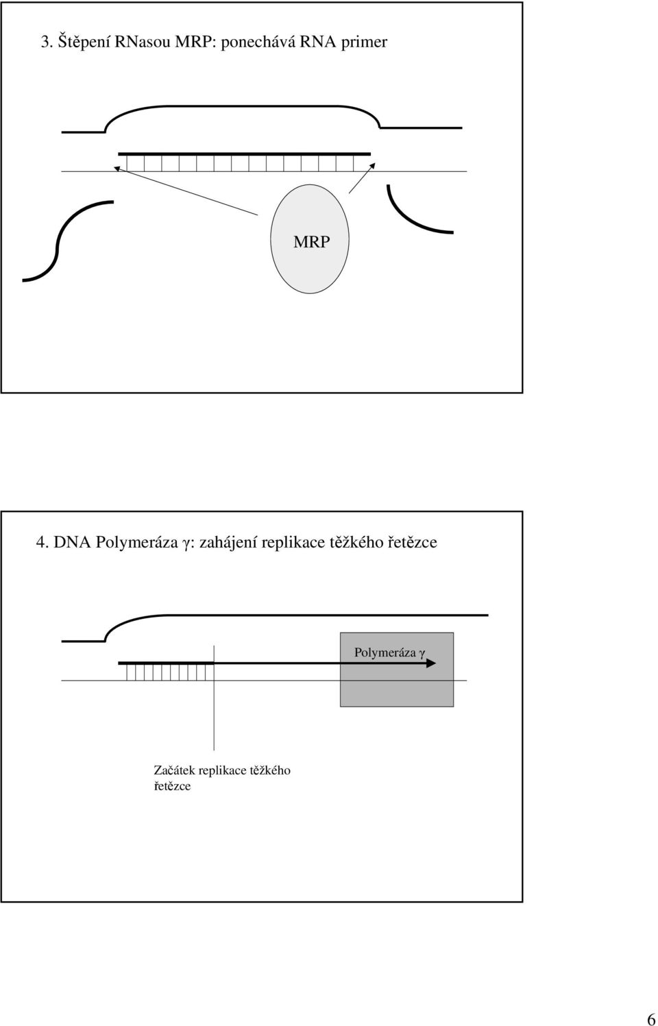 DNA Polymeráza γ: zahájení replikace