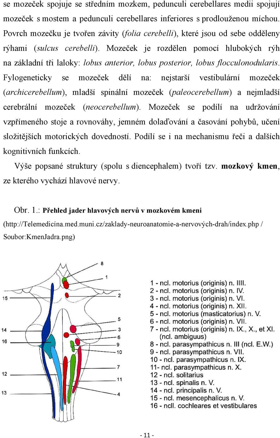 Mozeček je rozdělen pomocí hlubokých rýh na základní tři laloky: lobus anterior, lobus posterior, lobus flocculonodularis.