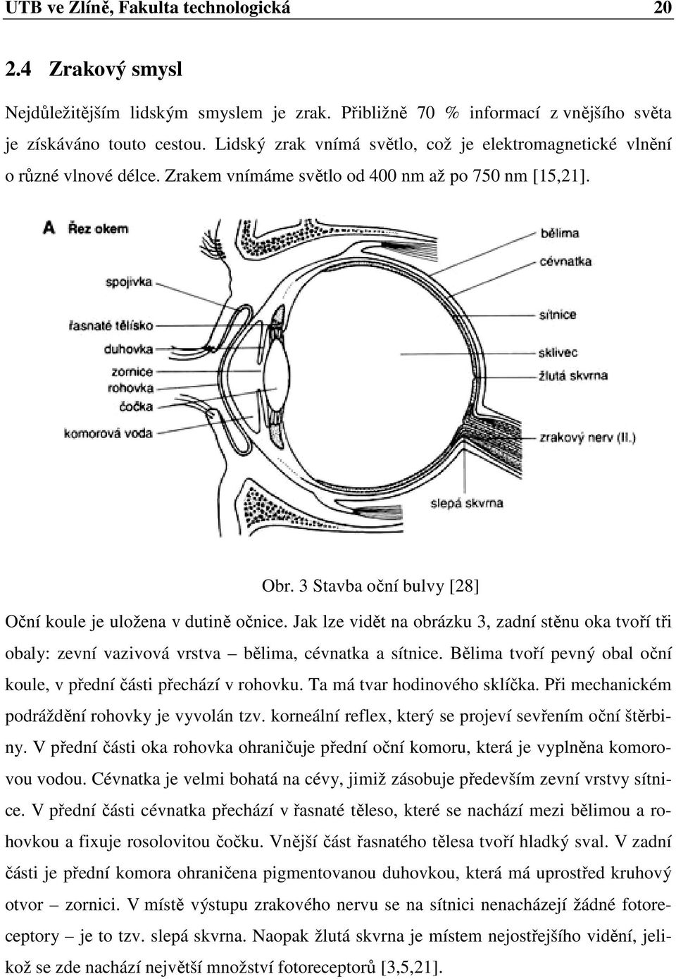 3 Stavba oční bulvy [28] Oční koule je uložena v dutině očnice. Jak lze vidět na obrázku 3, zadní stěnu oka tvoří tři obaly: zevní vazivová vrstva bělima, cévnatka a sítnice.