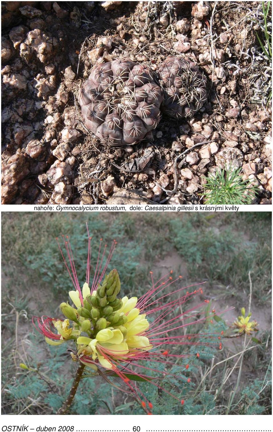 Caesalpinia gillesii s