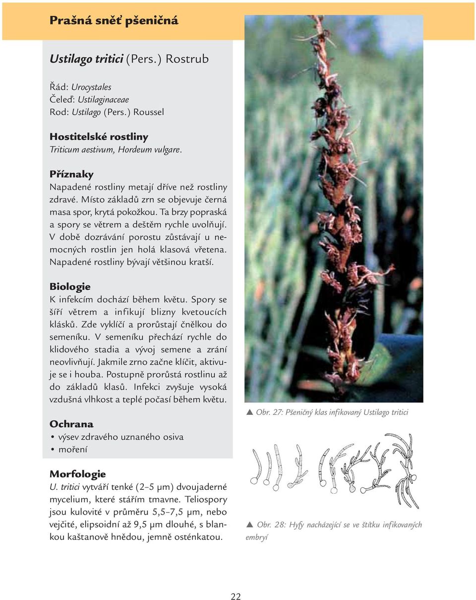 V době dozrávání porostu zůstávají u nemocných rostlin jen holá klasová vřetena. Napadené rostliny bývají většinou kratší. Biologie K infekcím dochází během květu.