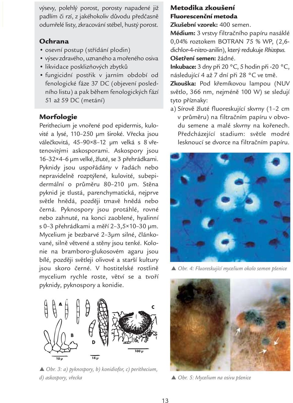 listu) a pak během fenologických fází 51 až 59 DC (metání) Morfologie Perithecium je vnořené pod epidermis, kulovité a lysé, 110 250 μm široké.