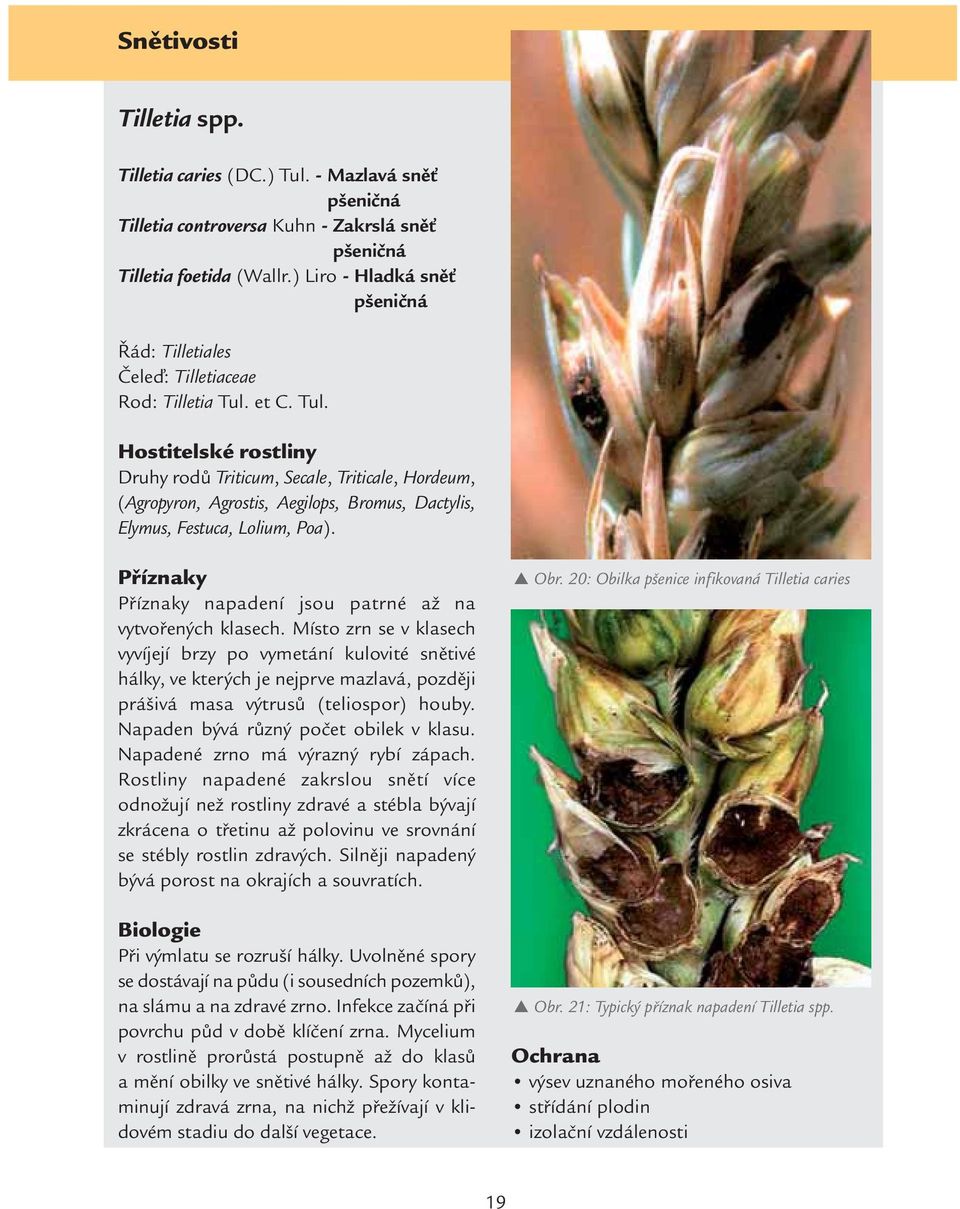 et C. Tul. Hostitelské rostliny Druhy rodů Triticum, Secale, Triticale, Hordeum, (Agropyron, Agrostis, Aegilops, Bromus, Dactylis, Elymus, Festuca, Lolium, Poa).