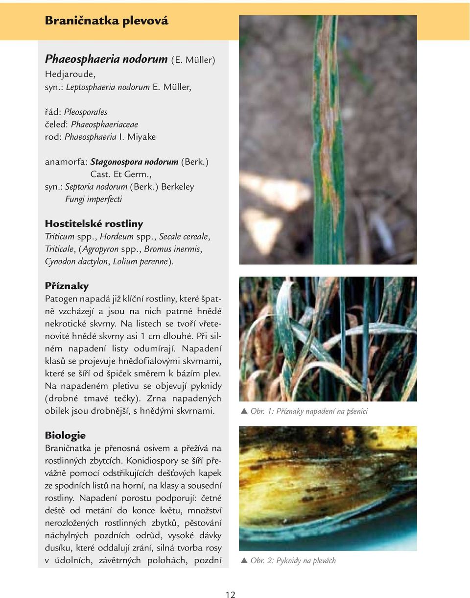 , Secale cereale, Triticale, (Agropyron spp., Bromus inermis, ynodon dactylon, Lolium perenne).