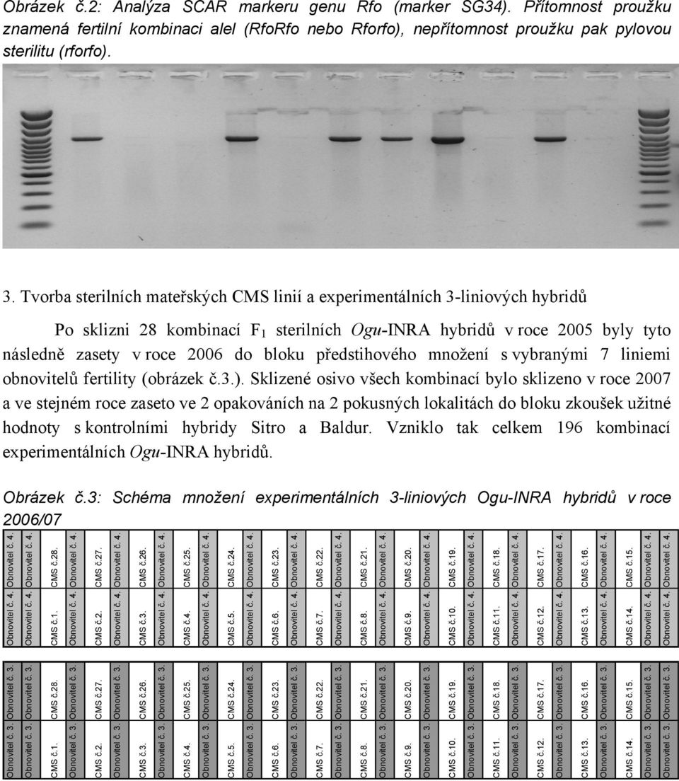 předstihového množení s vybranými 7 liniemi obnovitelů fertility (obrázek č.3.).