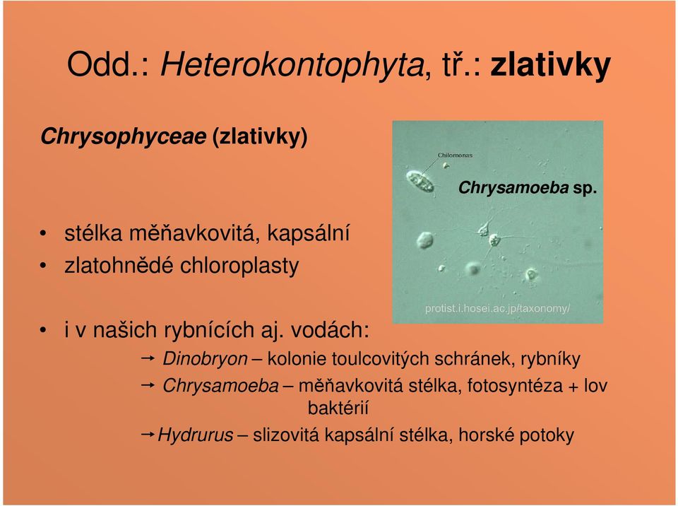 chloroplasty Chrysamoeba sp. i v našich rybnících aj.