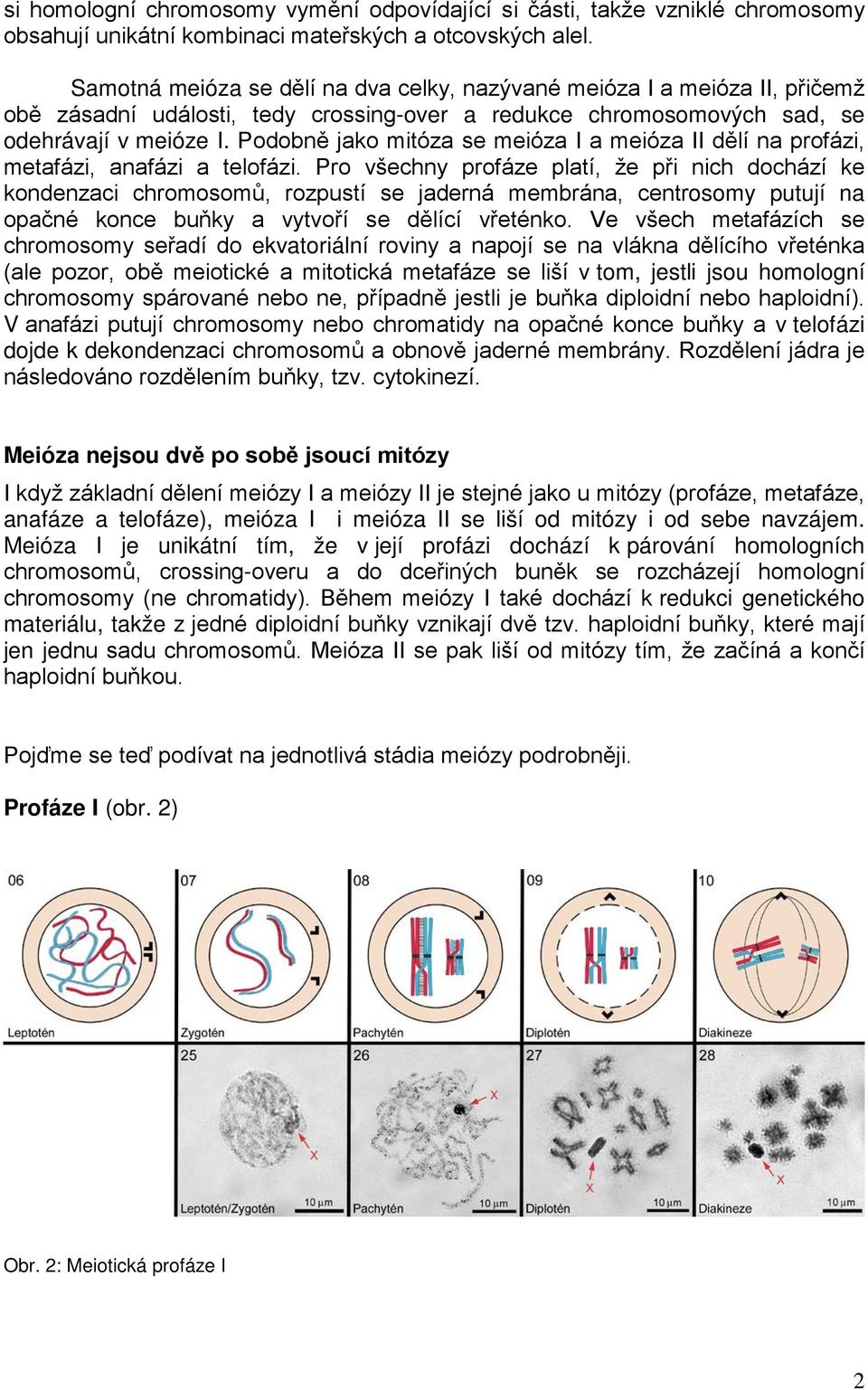 Podobně jako mitóza se meióza I a meióza II dělí na profázi, metafázi, anafázi a telofázi.