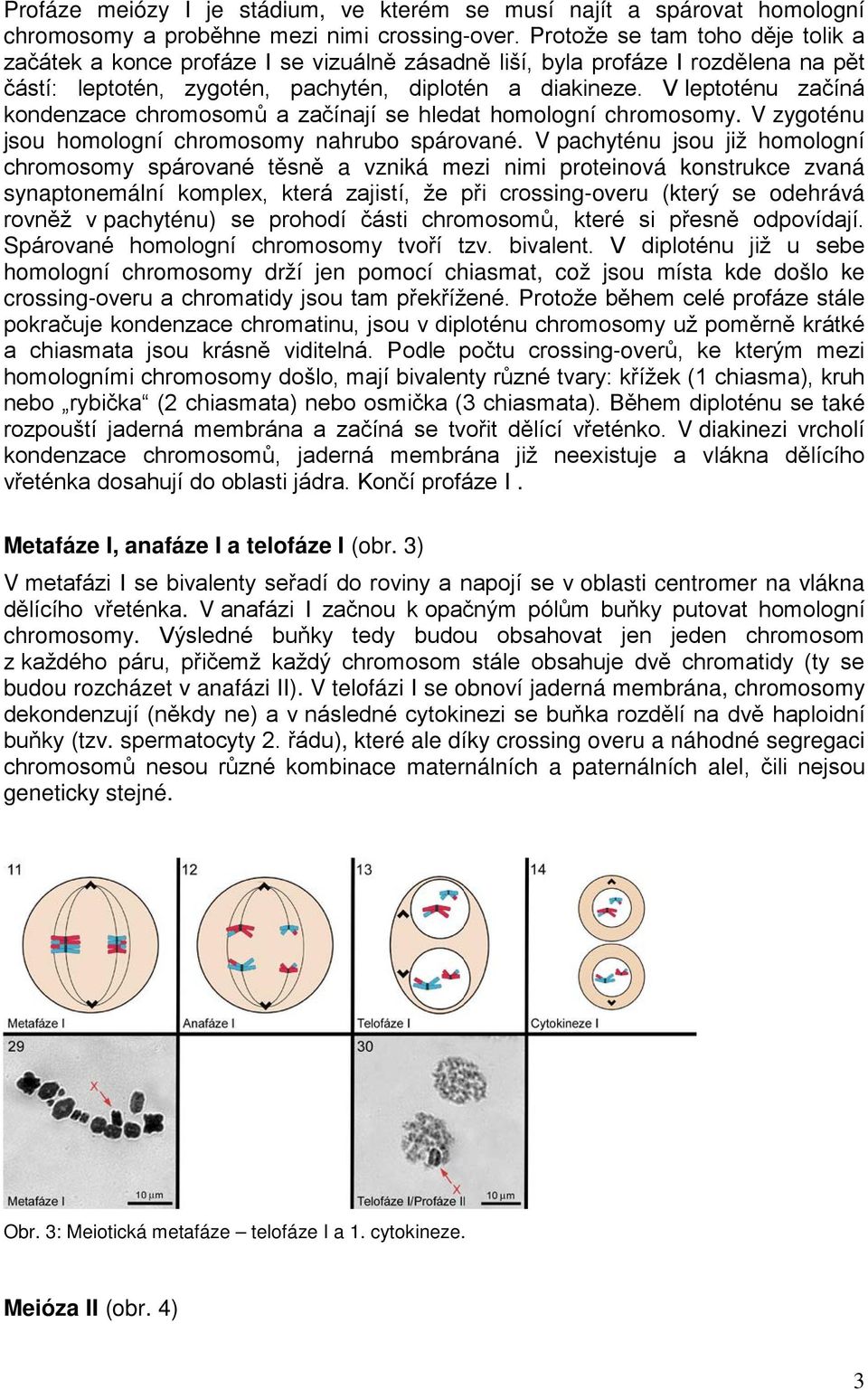 V leptoténu začíná kondenzace chromosomů a začínají se hledat homologní chromosomy. V zygoténu jsou homologní chromosomy nahrubo spárované.